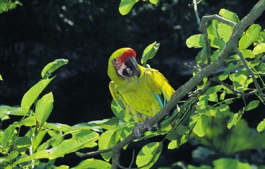 Great Green Macaw or Buffon's Macaw, ara ambigua, Male standing on Branch © slowmotiongli