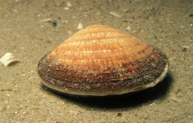 Dog Cockle Shell, glycymeris glycymeris