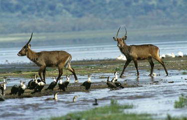 Defassa Waterbuck, kobus ellipsiprymnus defassa with White-Breasted Cormorant, phalacrocorax carbo lucidus, Nakuru Park in Kenya