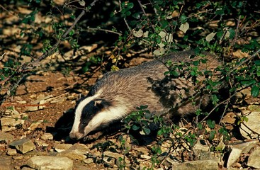 European Badger, meles meles © slowmotiongli