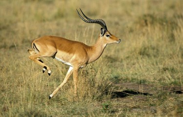 Impala, aepyceros melampus, Male running on Dry Grass, Kenya
