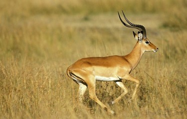 Naklejka na ściany i meble Impala, aepyceros melampus, Male running on Dry Grass, Kenya