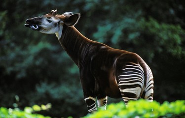 Okapi, okapia johnstoni, Adult licking its Nose - obrazy, fototapety, plakaty