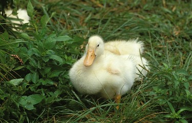 Domestic White Goose, Gosling standing on Grass