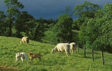 Naklejka na ściany i meble Domestic Cattle, Cows and Calf standing in Meadow, Normandy