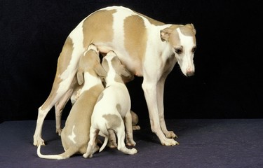 Whippet Dog, Mother with Pup suckling against Black Background