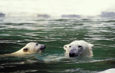 Polar Bear, thalarctos maritimus, Mother with Cub standing in Water
