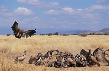 Ruppell's Vulture, gyps rueppelli, Group eating Wildebeest Carcass, Masai Mara Park in Kenya