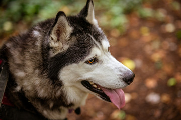 Naklejka na ściany i meble A Male Adult Purebred Siberian Husky with Black and White Markings and brown eyes.