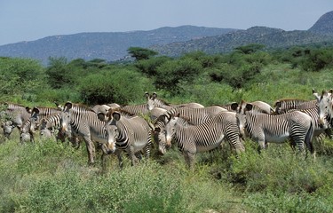 Fototapeta premium Grevy's Zebra, equus grevyi, Herd at Samburu Park in Kenya