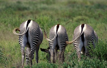 Grevy's Zebra, equus grevyi, Group eating Grass at Samburu Park in Kenya