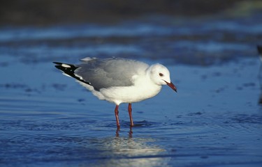 Fototapeta premium Hartlaub's Gull, larus hartlaubii, Adult looking for Food on Beach, South Africa