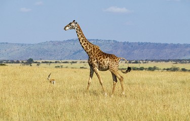 Masai Giraffe, giraffa camelopardalis tippelskirchi, Adult in Savannah, Masai Mara Park in Kenya
