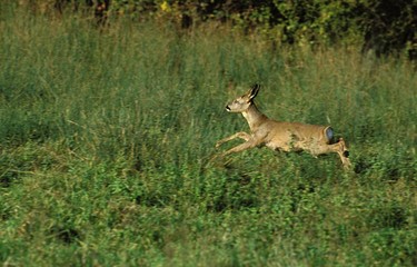 Roe Deer, capreolus capreolus, Female running through Long Grass, Normandy