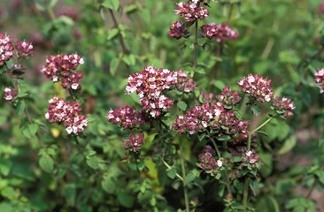 Marjoram, origanum majorana Bloom