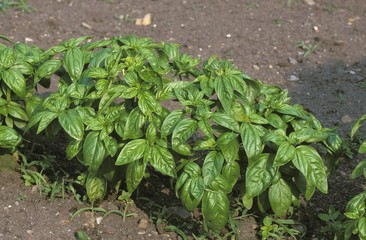 Grand Vert Basil, ocimum basilicum
