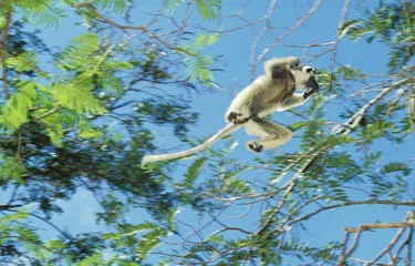 Verreaux's Sifaka, propithecus verreauxi, Adult Jumping to another Branch, Berent Reserve in Madagascar