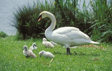 Mute Swan, cygnus olor, Adult with Chick on Grass