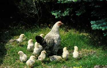 Hen with Chicks