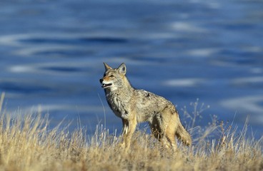 Fototapeta na wymiar Coyote, canis latrans, Adult standing in Long Grass, Montana