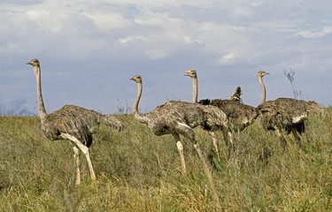 Ostrich, struthio camelus, Group of Females, Samburu Park in Kenya