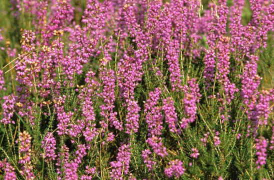 Blooming Heather in Sologne, France