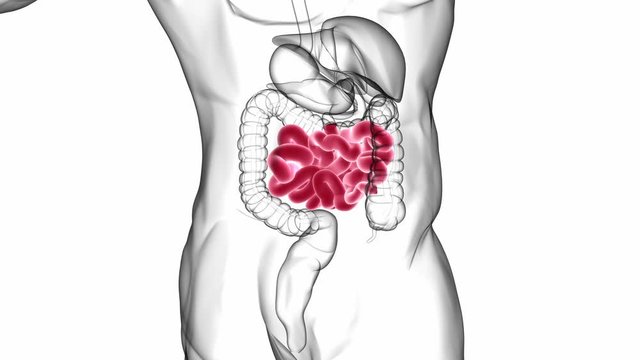 Human Small Intestine Anatomy For Medical Concept