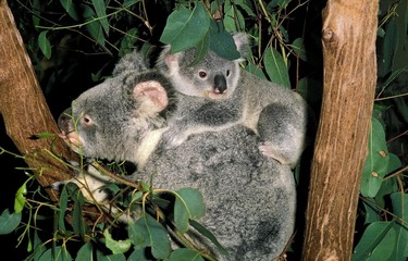 Koala, phascolarctos cinereus, Mother with Young, Australia