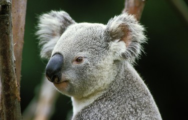 Koala, phascolarctos cinereus, Portrait of Adult, Australia