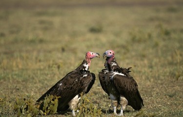 Lappet Faced Vulture, torgos tracheliotus, Adults, Masai Mara Park in Kenya