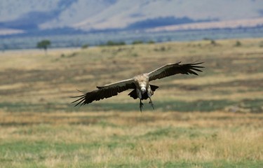 African White Backed Vulture, gyps africanus, Adult in Flight, Masai Mara Park in Kenya