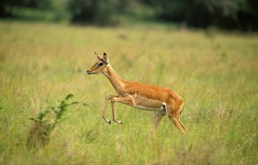Impala, aepyceros melampus, Female running on Long Grass, Kenya