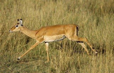 Impala, aepyceros melampus, Female running on Long Grass, Kenya