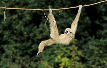 White-Handed Gibbon, hylobates lar, Adult hanging from Liana, Funny Posture