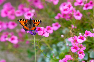 Orange butterfly, small tortoiseshell, aglais urticae, sits on a flower and eats nectar. Blurred background out of focus with copy space and place for text.