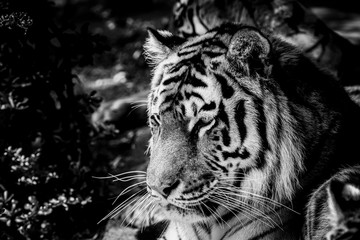 Portrait d'un grand fauve tigre de Sibérie