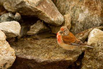 Common linnet, Linaria cannabina, small bird with red breast between the rocks, Spain