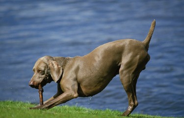 Weimar Pointer Dog, Male playing with a Piece of Wood