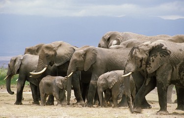 Fototapeta premium African Elephant, loxodonta africana, Herd relaxing, Amboseli Park in Kenya