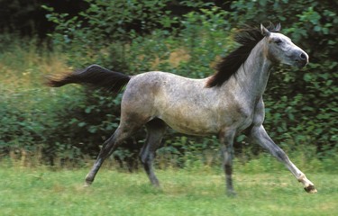 Obraz na płótnie Canvas Shagya Horse, Adult Galloping through Paddock