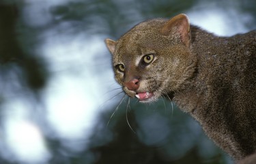Jaguarundi, herpailurus yaguarondi, Portrait of Adult © slowmotiongli