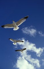 Ring Billed Gull, larus delawarensis, Adults in Flight, Florida