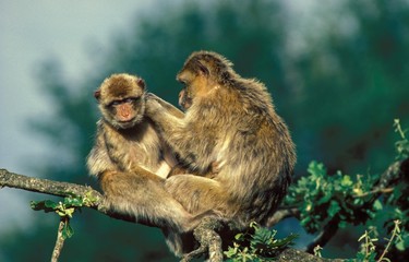 Barbary Macaque, macaca sylvana, Adults Grooming