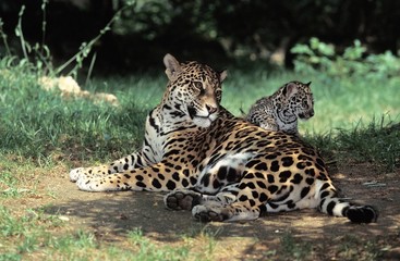 Fototapeta na wymiar Jaguar, panthera onca, Mother with Cub laying