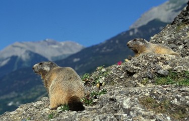 Alpine Marmot, marmota marmota, South of France