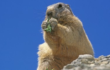 Alpine Marmot, marmota marmota, South of France, Adult eating Plant