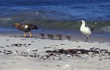 Magellan Goose or Upland Goose, chloephaga picta, Male (white), Female (brown) and Chicks, Antarctica