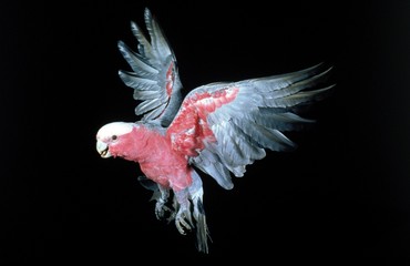 Galah, eolophus roseicapilla, Adult in Flight against Black Background © slowmotiongli