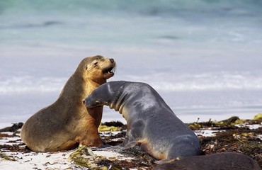 Australian Sea Lion, neophoca cinerea, Females standing on Beach, Australia