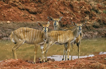 Nyala, tragelaphus angasi, Females standing near Water Hole, Kenya